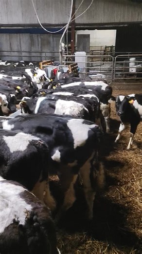 Irish Dairy: The Growing Heifer Initiative