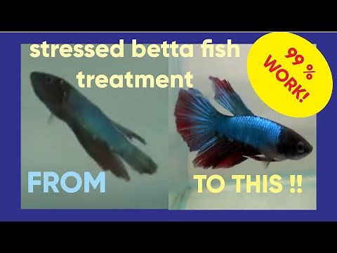 Stressed betta fish