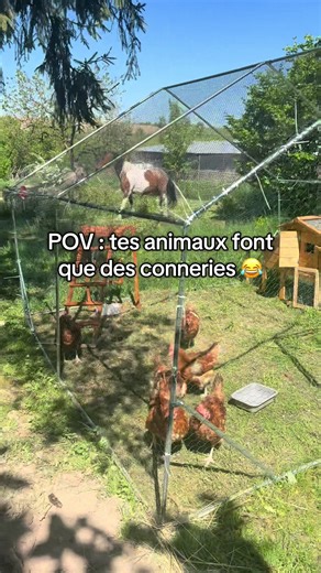 POV: tes animaux font nimp’🤣😂😅🐔🐎🫏#poule #chickensoftiktok #farmlife #cozyvibes #horse