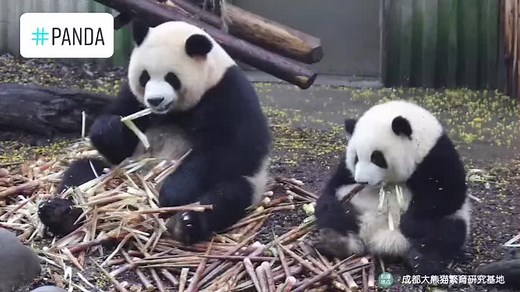 Your_cloud_panda on TikTok