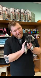 Miniature Schnauzer | Small breed puppies for adoption