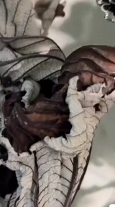 649K views · 7.2K reactions | No uses más lentes para la vista porque ya tienes la cura con esta receta  #remedios #remedioscaseros #bellezanatural #salud #RemediosNaturales #VistaSana #viralreelsシ #viralvideoシ | Vida Remedios | Facebook