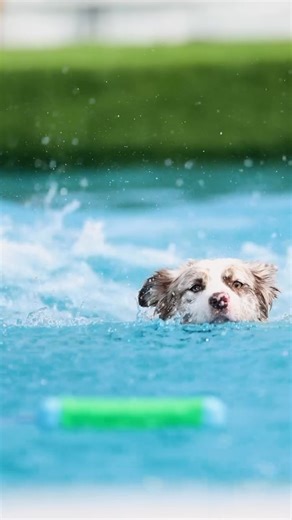 5.9K views · 79 reactions |  Did you know? Dog Diving started as...