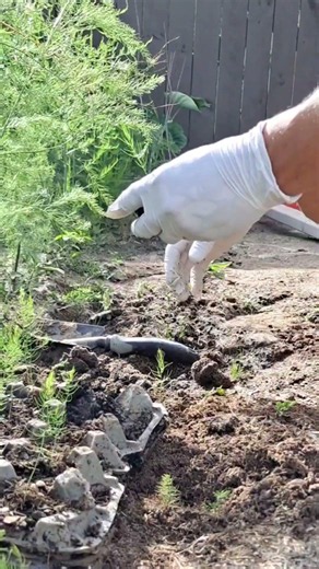 how to grow asparagus from seedlings| #asparagus #plantingtips #smartfarming #garden