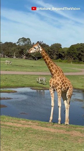 Savanna Wildlife Moments! Life in the African Savanna 🌍 #savannah #wildlife #natureshorts