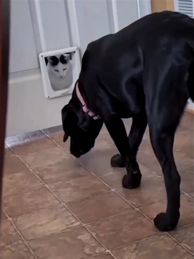 Funny footage of cats attacking dogs😂😅 #cat #funny #cute #animals #memes #dog #dogs #reels