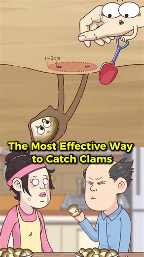 The most Effective Way to Catch Clams #animation #funny #knowledge