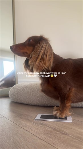 This is your sign to do your dogs paw print🥺