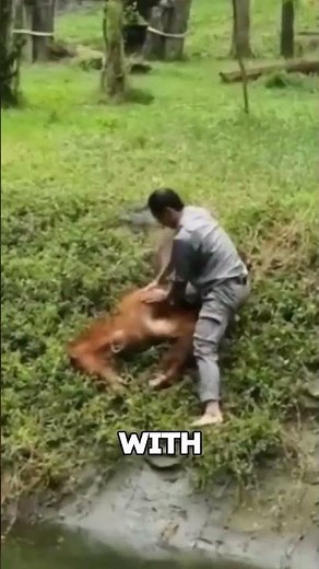 Zookeeper Saves Drowning Orangutan