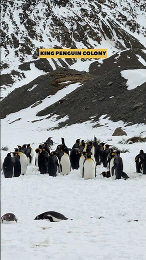 “Earth’s Largest King Penguins Colony! South Georgia Island 🐧🌍” #southgeorgia #penguin #travelwithak