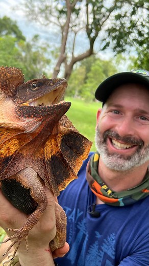 118K views · 489 reactions | Catching a Frilly! 年 In order to fully showcase the impressive defense display of the frilled lizard, the team needed to get these real life Pokemon in hand. The frilled lizards were handled briefly under permits. | Brave Wilderness | Facebook