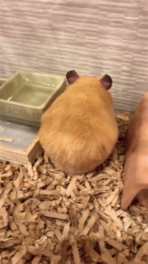発情期のキンクマ #ハムスター #funnyshorts #hamster #funnyvideo #cute #かわいい #animals #癒し #キンクマハムスター #へやんぽ