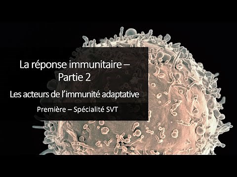 Biology and Geology (SVT) Course for 1st Year Students - Immunity 2 - The Components of Adaptive ...