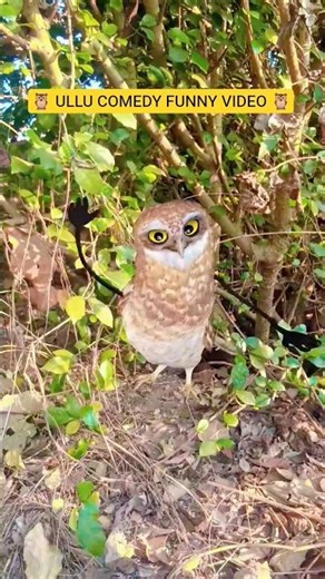🦉 ULLU COMEDY FUNNY VIDEO 🦉#comedy #funny