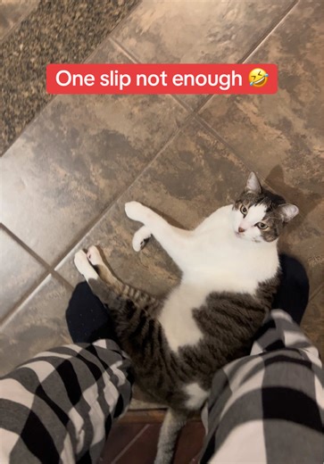 Mimi’s slip of the day – Mimi thought one slip wasn’t enough, so he slipped again lol! Follow for daily slips & allergy doc tips! #slipperycat #Mimithecat #dailyslip #catlife #funnycat