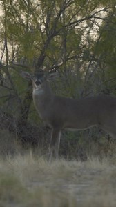 Wait for it… #LasCuevasRanch . . . #hunting #deerhunting #brushcountry #hunters #huntmexico #huntingseason #huntinglife #monsterbuck #ranchlife #deerseason #sitkagear #bowhunting #venadogrande #whitetail #bigbuck #wildlife #wildlifephotography #whitetails #giantbuck #mexicohunting #deerofinstagram #therut #trophybuck #wildhunt #buckfever #texasdeer #muledeer #texashunting | Las Cuevas Ranch
