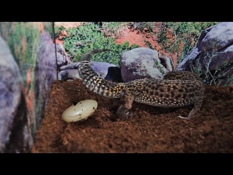 10 Signs A Gecko Will Lay An Egg