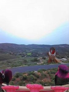 4.5K views · 213 reactions | Our Hummingbird Feeder prototype setup is absolutely humming with activity! ❤️ Don’t know about you, but we could watch these little guys all day… 朗  Sign up to join the hummingbird craze: https://bit.ly/3mAQQOw | Birdbuddy | Facebook