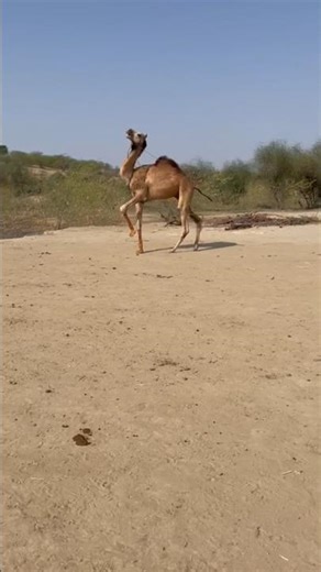Camel preparation of the racing