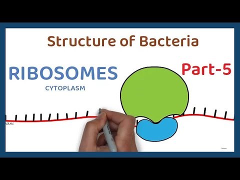 Structure of Bacteria | Part 5 | Ribosomes