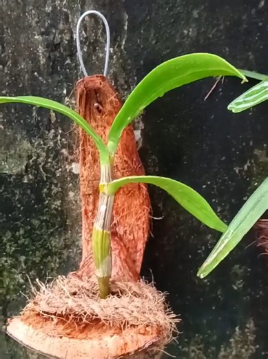 Menanam Anggrek dengan Metode Tempel Sabut Kelapa