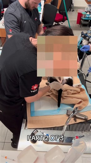 Liz on Instagram: "Unblocking a cat. Part 2 of 3. #petcare #emergencymedicine #emergency #veterinarian"