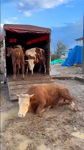 Look how the cows arrived 🐄😱😳 #humor #comedy