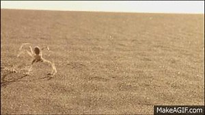 Cartwheeling spider on Make a GIF