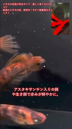 メダカの色揚げ完全ガイド｜美しく育てる3つのコツ #Shorts