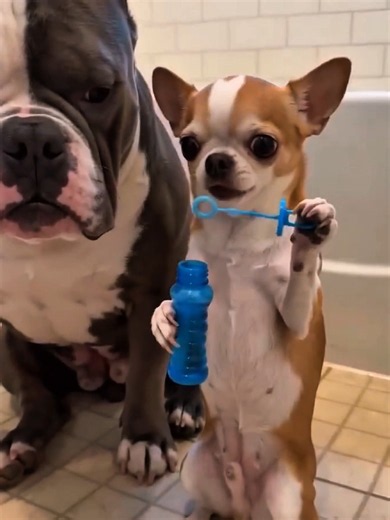 Chihuahua Mix and Rottweiler Funny Moments — Cute Big Dog Antics