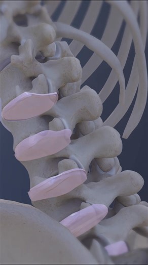 Need a better understanding of lower back pain? Discover the basics of lumbar disc anatomy — how your spinal discs function, what causes disc bulges or herniation, and why proper posture matters. | Spine-health