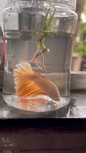 White Gold Betta Fish Lovers ❤️