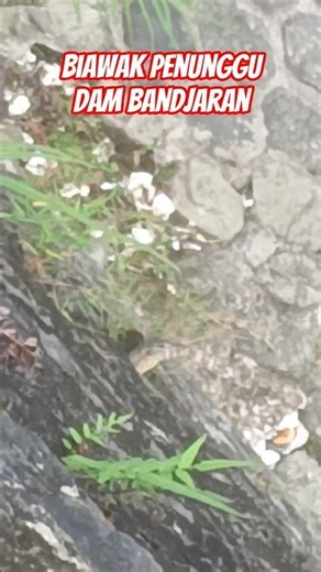 Biawak kramat...!!! Jumat kliwon baru keluar