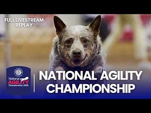 2026 AKC National Agility Championship | Full Livestream Replay