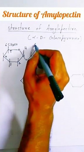 structure of Amylopectin #starch