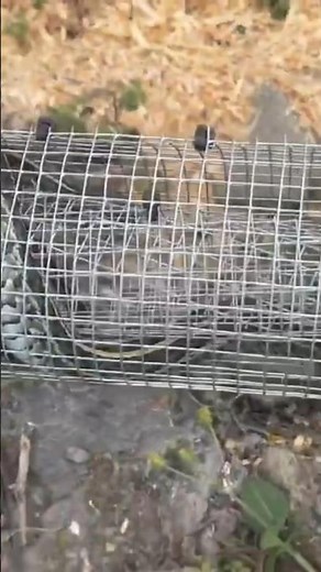 How to make a SNAKE TRAP! (100% success method)