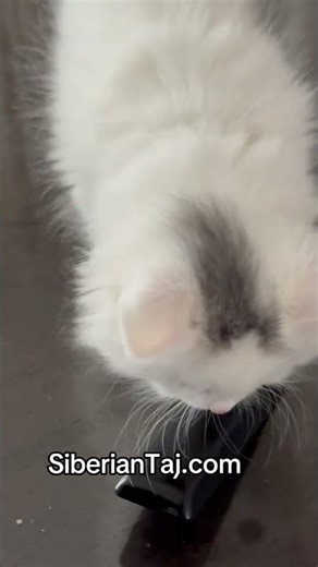 Siberian Neva Masquerade Kittens