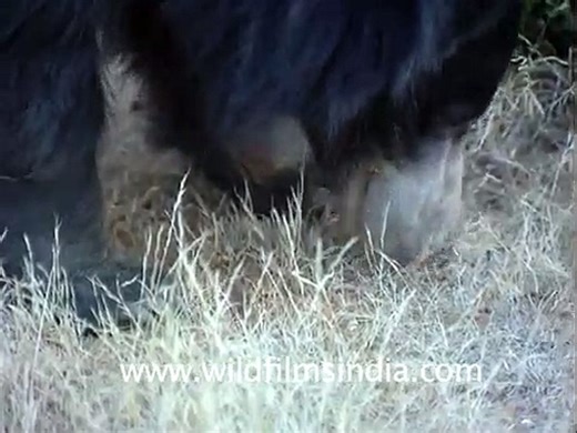 Sloth Bear eating termites through its snout!