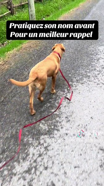 🌳En liberté, je donne beaucoup moins de récompense alors même si le chiot a deux ou trois mois, je peux partir 30 minutes puisque les chiots a le loisir d’aller à son rythme 👌 ##labrador ##chiotlabrador##puppytraining ##puppyleashtraining
