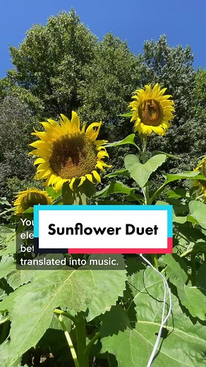Sunflower Duet: PlantWave Music with Singing Plants
