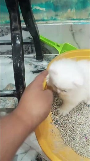 সবাই সাবস্ক্রাইব করবেন,,❤️❤️ unfrez #cat #shorts #shorts, #viral, #trending, and #youtubeWatch