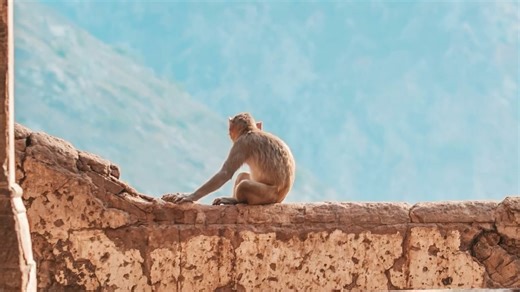 Hundreds reported attacks in Delhi but no one ever found the Monkey Man