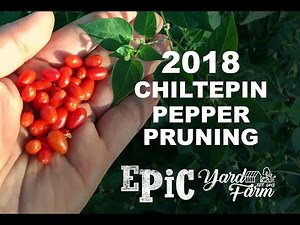 2018 Chiltepin Pepper Pruning – Tempe, Arizona