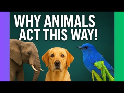 Unlocking Animal Behavior! #sciencewonders#NatureFacts#SurvivalStrategies