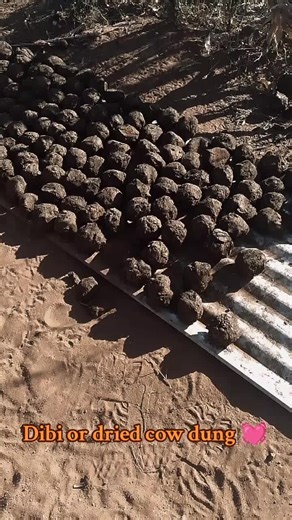 Creative Uses for Dried Cow Dung in South Africa