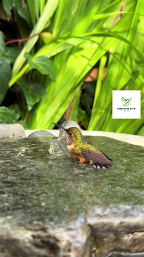 Watch This Hummingbird Take a Bath! #hummingbirds #birdsounds #birds
