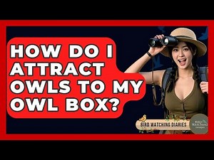 How Do I Attract Owls To My Owl Box? - Bird Watching Diaries