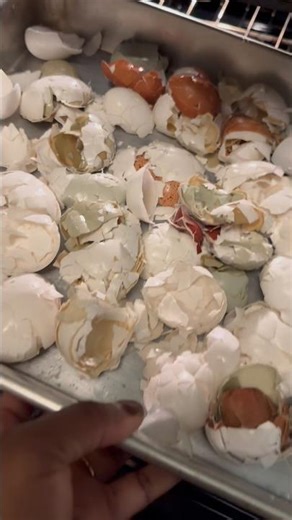 a small cycle at home 🥚🌱