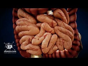 small intestine | 3d medical animation
