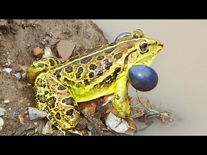 Frog Sound/Voice - Frog Sound Effect - Noises